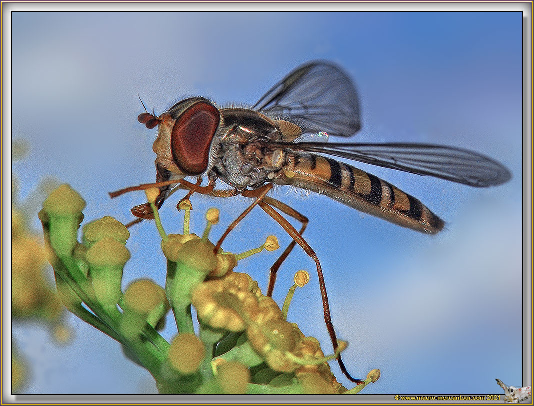 Syrphe